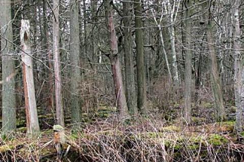 The largest of the three Atlantic white cedar swamps is in the hamlet of North Sea.