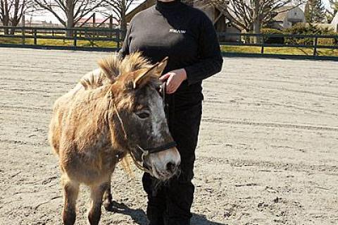 Barbara Bornstein of Sagaponack, seen here with her Sicilian burro, Peso, is a member of the East End Ass Whisperers.