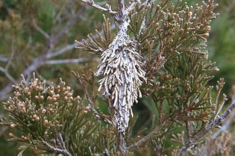 Bagworms, native to eastern America, look like inverted pinecones.