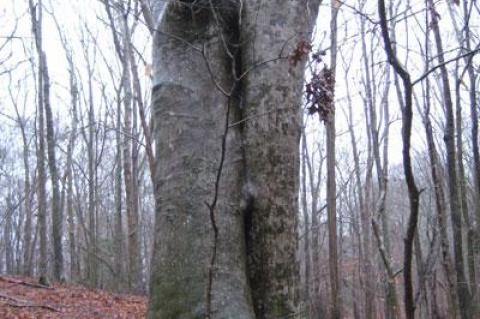 Known as the Signature Tree, this American beech in Stony Hill Woods — an example of what archaeologists call an “arborglyph” or “dendroglyph” — is inscribed with the date 1908.