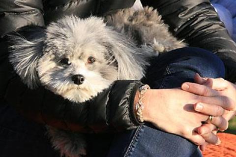 Go Bonac! A frequent spectator at the softball team’s games here is Maizy Waleko.