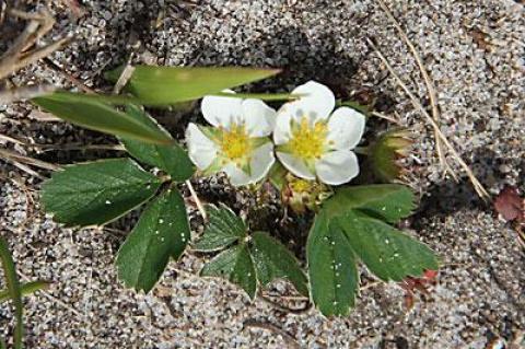 The trail edges were carpeted with a variety of blooming wild flowers, including  wild strawberries.