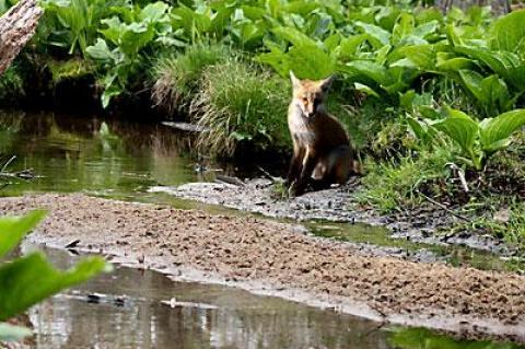 This will be the year of the red fox. This one was spotted at the East Hampton Nature Trail.