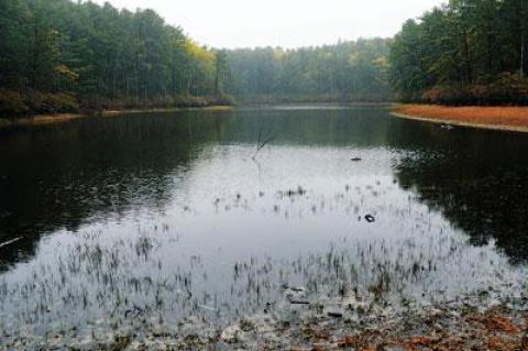 In vernal ponds like Chatfield’s Hole in East Hampton’s Northwest, drought allowed some plants that only appear during dry times to thrive on a wide muddy shelf at pond’s edge, but with rain, they become dormant again until the next drought.