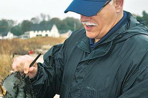 John Tanacredi is asking for Long Island volunteers who will keep their eyes peeled for mating horseshoe crabs. He heads Dowling College’s annual inventory of the ancient marine arthropods.