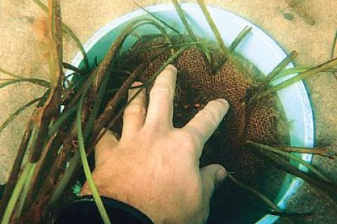 Eelgrass