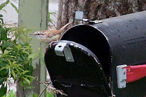 Carolina wrens have made themselves at home here over the years.