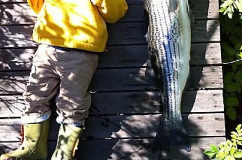 Ellis Rattray with a 13-pound striped bass that his father caught in Gardiner’s Bay on Saturday