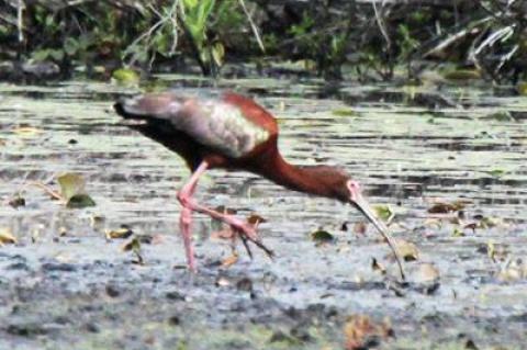 White-faced Ibis, Scoy Pond, East Hampton