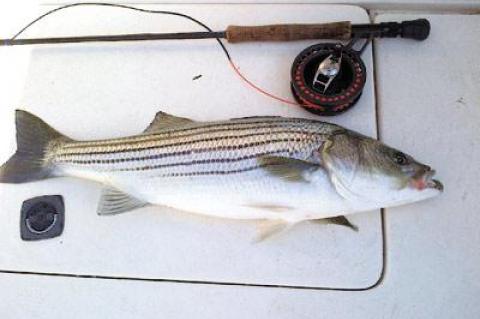 Edward L. Shugrue III went fly-fishing in Three Mile Harbor on Saturday and was rewarded with this plump striped bass.