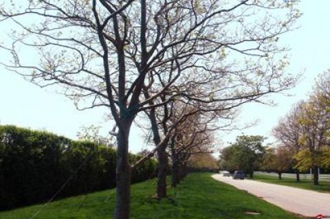 The salty winds of Tropical Storm Irene combined with a dry early spring may spell doom for many London plane trees.