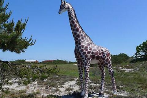 Pranksters placed a tall, plastic giraffe deep in Napeague State Park at some point in the past weeks.