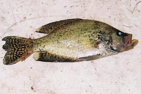 This mystery fish was found on the banks of Fort Pond in Montauk. An archival print will go to the reader who first identifies it.