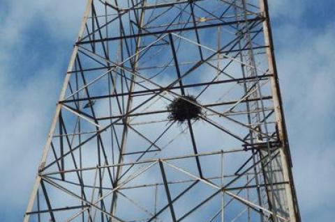 A pair of osprey with a nest midway up the MacKay Radio Tower on Napeague have been apparently disturbed by a dangling cable.