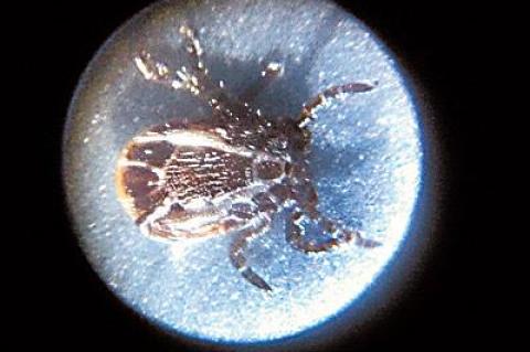 Wood, or dog, ticks, like this one seen through a four-power microscope, may be decreasing in number ever so slightly. Other tick species appear on the rise.