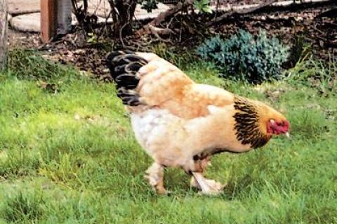 Janet Rojas’s chicken Britney, a buff brahma, checked the yard for insects.