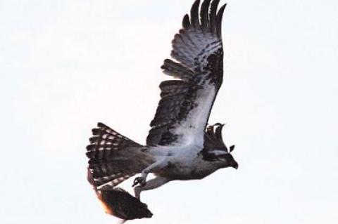 An osprey at Lazy Point had breakfast in its grasp.