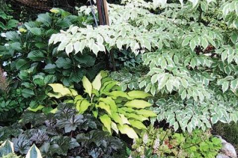 The Kollers plant miniatures as groundcover under a small maple in a container, the author has adapted the idea for her own lawn.