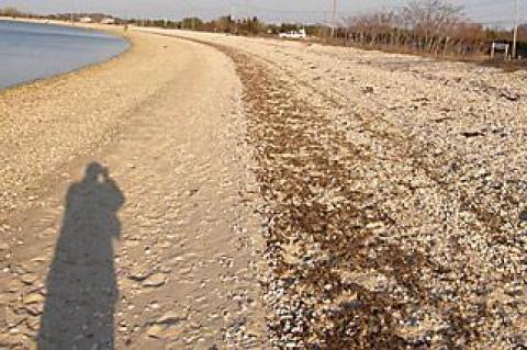 On any given day, there are at least four different zones of pebbles, seaweed, shells, and sand running the length of Long Beach from North Haven into Noyac.