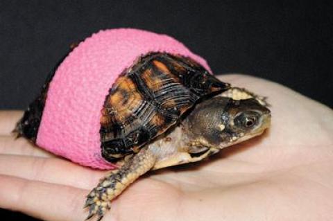 Turtle Rescue of the Hamptons rehabilitated and released close to 100 turtles last year.