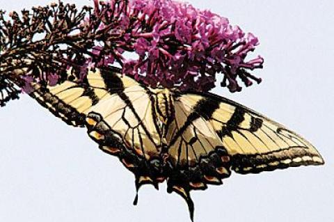 Butterflies, like this swallowtail, are nectar eaters.