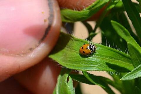 Many thought-to-be-extinct ladybugs were found on weed leaves at Quail Hill Farm on Tuesday.