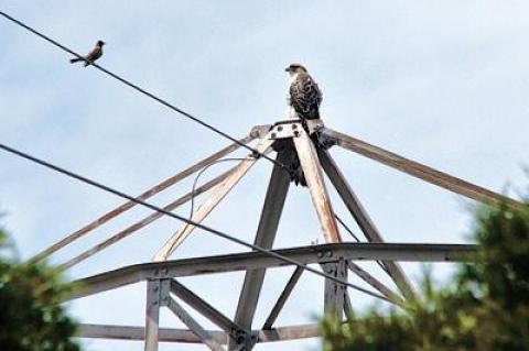 A robin seemed perplexed to find a young osprey in its neighborhood off Osborne Lane.