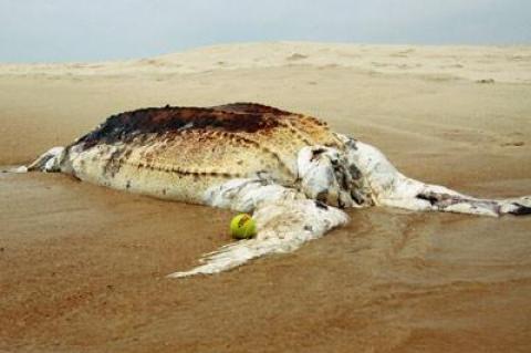 The carcass of an adult leatherback turtle was found on the beach just east of Beach Lane in Wainscott on Friday.