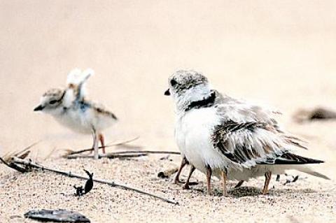 With an adult nearby, a piping plover chick stretched its downy wings near its sandy nesting area.