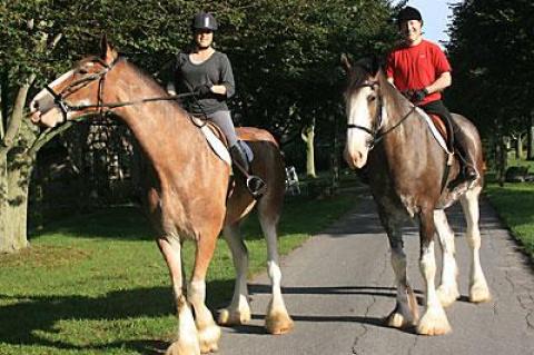 “They’re sweet — just like big dogs,” Shanette Barth Cohen said of Mike and Kerry Gaynor’s Clydesdales Sam and Ike, whom she and her husband, Bryan, took out for a ride at Wolffer’s stables Sunday morning.