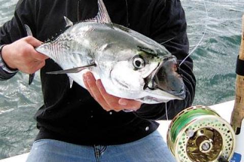 Michael Salzhauer presented the false albacore he caught on a fly near Little Gull Island on Monday.