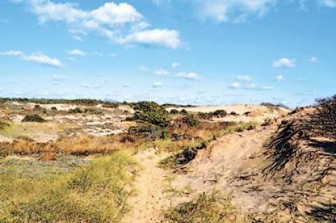 The Napeague isthmus contains examples of several of the South Fork’s varied habitats, including pitch pine forest, cranberry bogs, dune plains where thick carpets of beach heather and bearberry grow, and the dramatic Walking Dunes.