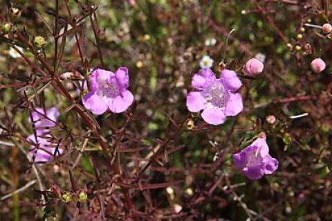 In late summer Montauk grasslands were once pink with a thick covering of sandplain gerardia blooms. Now the plant is federally endangered.