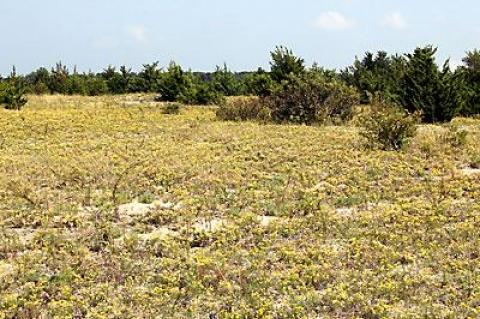 During the 12-plus years of grow-back at Sammy’s Beach, very few alien plants have managed to find a niche, and the replanted area is practically free of invasives.