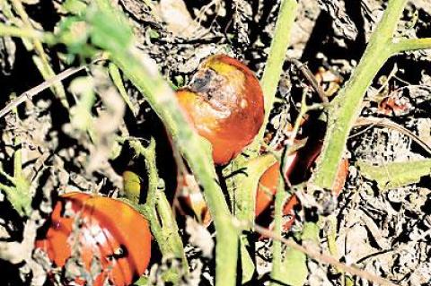 Tomatoes killed off by late blight have been found on farms throughout the East End.