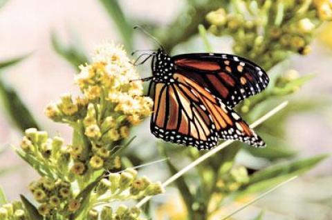 Monarch butterflies are in the midst of their fall migration, which will culminate in the mountains of central Mexico.