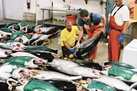 Bigeye tuna were graded at Gosman’s Dock in Montauk last week. The prized tuna were caught by a commercial longline fisherman. Sport anglers also got into the bigeye action that took place in the Hudson Canyon.