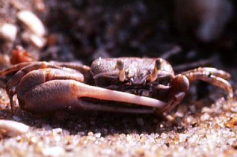 Fiddler crabs are cold-blooded. They don’t have to keep their body temperatures up, as long as they don’t let them drop below freezing.