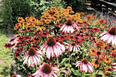 Cone flowers and rudbeckias along the road