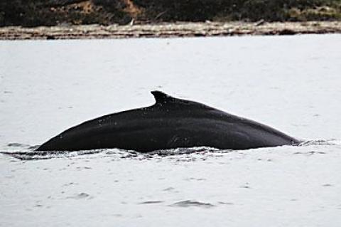 While fishing for false albacore in Fort Pond Bay in Montauk on Oct. 7, Edward L. Shugrue “heard a large blowing sound,” turned around, and snapped this photo of a whale he estimated to be about 60 feet long.