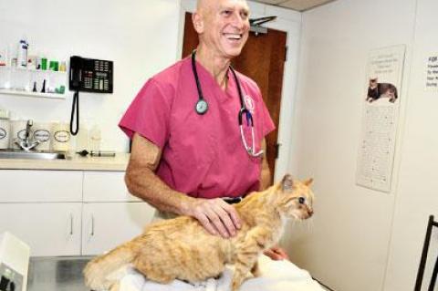 Mr. Sea Crest, a feral tabby rescued from the Napeague residences of the same name, has been taken on as the office cat at the East Hampton Veterinary Group by Dr. Paul Hollander.