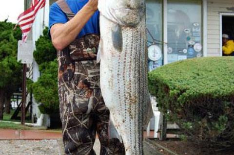 Robert Van Velsor caught this 42.46-pound striped bass “by accident,” from Ditch Plain beach in Montauk on Friday. The big striper took a bucktail in knee-deep water.