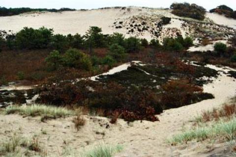 A plan to use a chemical herbicide to kill phragmites in Napeague’s Walking Dunes has been postponed until spring amid controversy.