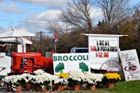 Potato farms are a feature of the South Fork landscape that is often taken for granted, but now that the harvest is in, the bounty can be mashed, hashed, baked, and fried in time for the holidays.