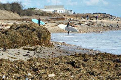 A snarl of dune grass, seaweed, logs, and plastic lined Ditch Plain in the wake of Hurricane Sandy.