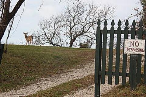 The number of deer in East Hampton Town will be counted in the coming months using aerial infrared photography as a first step in a townwide deer management plan, which will be the subject of a town board hearing on Dec. 6.