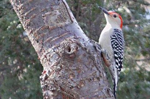 This red-bellied woodpecker was spotted in Sag Harbor.