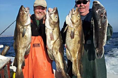 Gary Thompson, left, and his brother Don presented three cod and blackfish they caught on Monday aboard the charter boat Blue Fin IV.