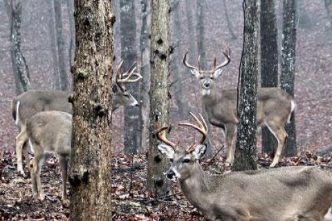 In that 20-or-so-mile stretch including Montauk Highway, Bluff Road, Further and Dunemere Lanes, Route 114, and Noyac Road, there were no less than 80 deer.