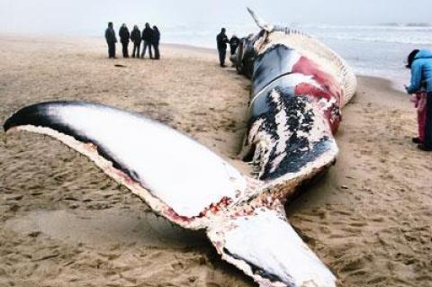 Riverhead Foundation staff — and hundreds of spectators — seized a rare opportunity to examine a dead whale up close after a 58-foot female finback washed onto the Napeague Beach on Sunday.